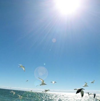 sunshine gulls MGDÂ©.jpg