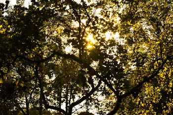 Sunshine Through Green Leafed Tree