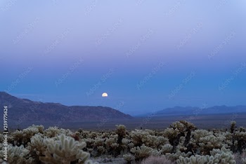 Super moon rises above the mountains over the Cholla Cactus garden in Joshua Tree National Park at sunset