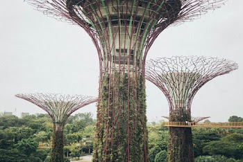 Supertree Grove