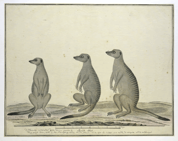Suricata suricatta (Meerkats) (1773&ndash;1780) painting | Free Photo - rawpixel