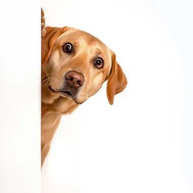 Surprised Ginger Labrador Peeking Around a Wall Surprised Ginger Labrador Peeking Around a Wall