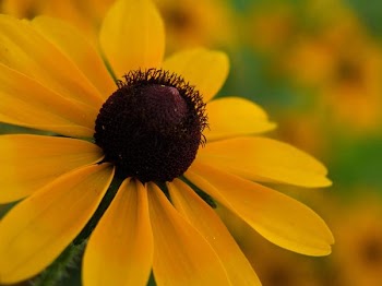 susan-macro.jpg
