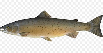 Sushi Atlantic salmon Food Fish - Fresh fish 