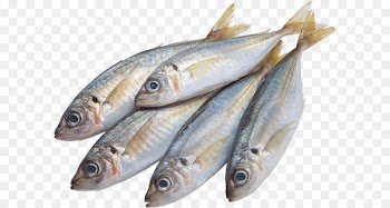 Sushi Sashimi Fish as food Clip art - Fish PNG 