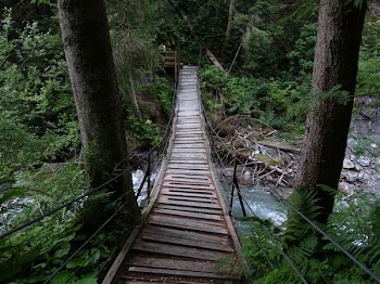 Suspension Bridge Forest