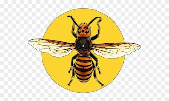 Suzumebachi Design - Asian Giant Hornet Framed