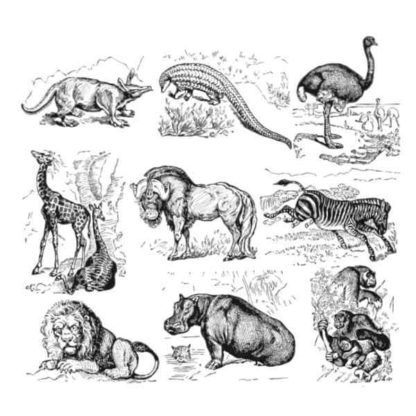 SVG African animals vector collection
