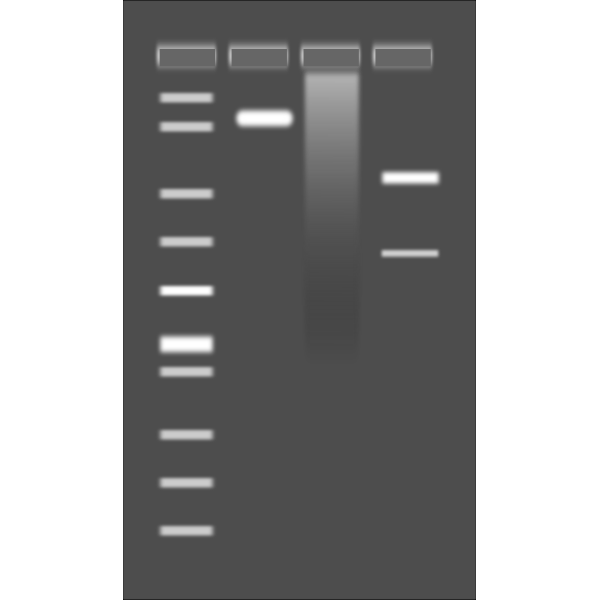 SVG Agarose Gel