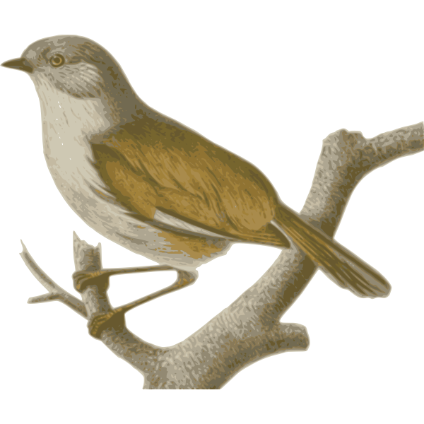 SVG Alcippecinereiceps
