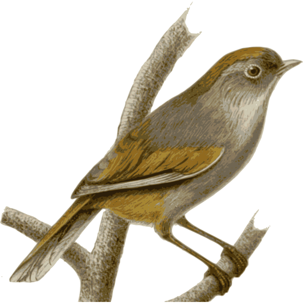 SVG Alcipperuficapilla