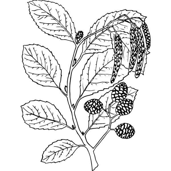 SVG Alder 2