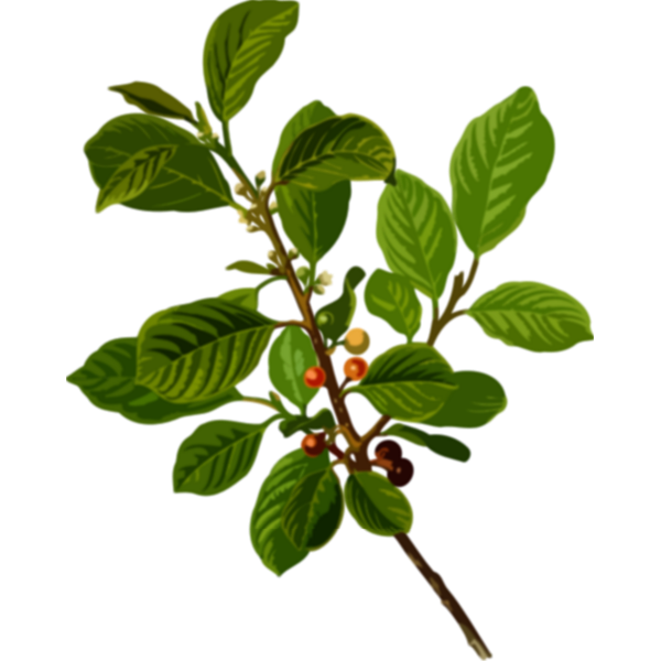 SVG Alder buckthorn image