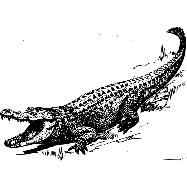 SVG Alligator