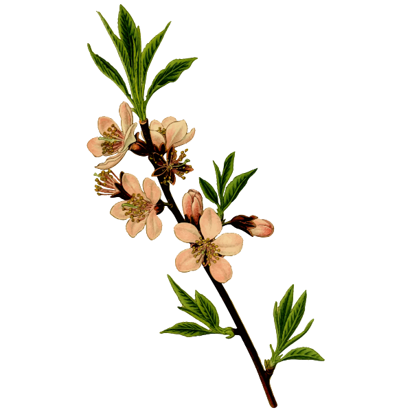 SVG Almond tree vector image