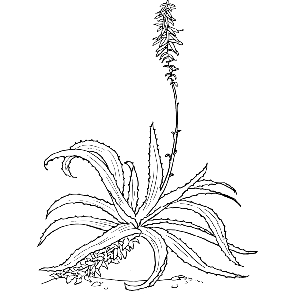 SVG Aloe