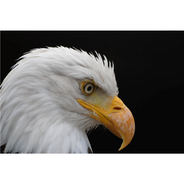 SVG Alopecic Eagle