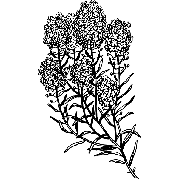 SVG Alyssum
