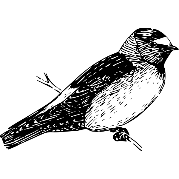 SVG American cliff swallow image