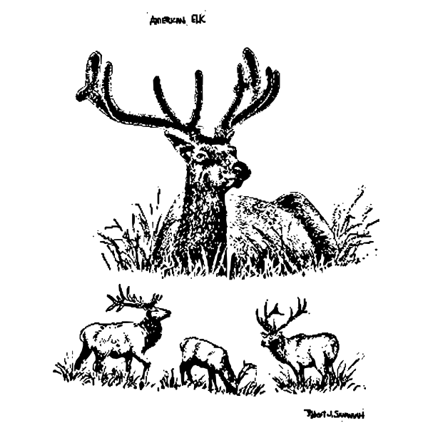 SVG American elks