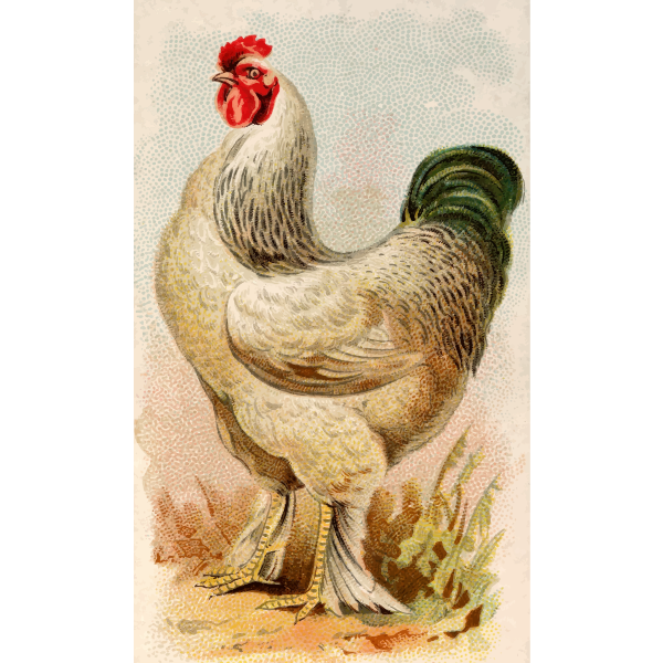 SVG American Light Brahma