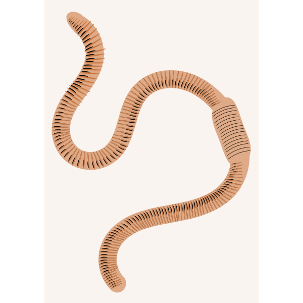 SVG An earthworm