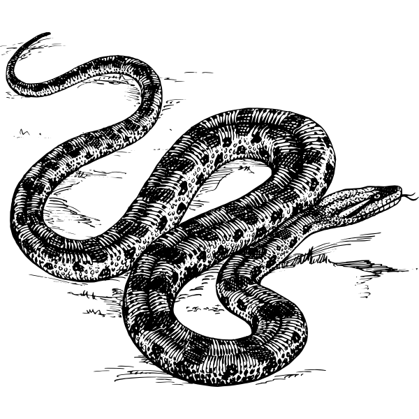 SVG Anaconda vector clip art