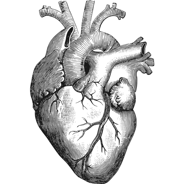 SVG Anatomical heart vector illustration
