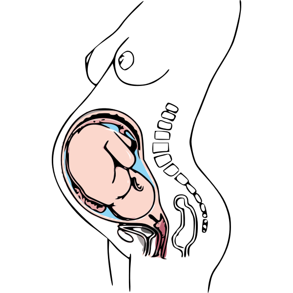 SVG Anatomy of pregnancy