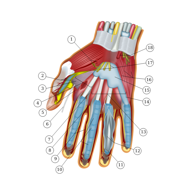 SVG Anatomy of the hand