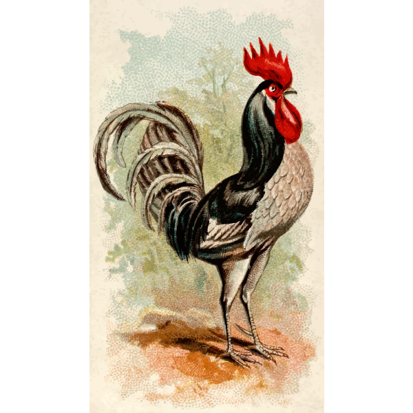 SVG Andalusian rooster