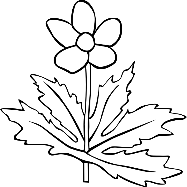 SVG Anemone Canadensis flower outline vector image