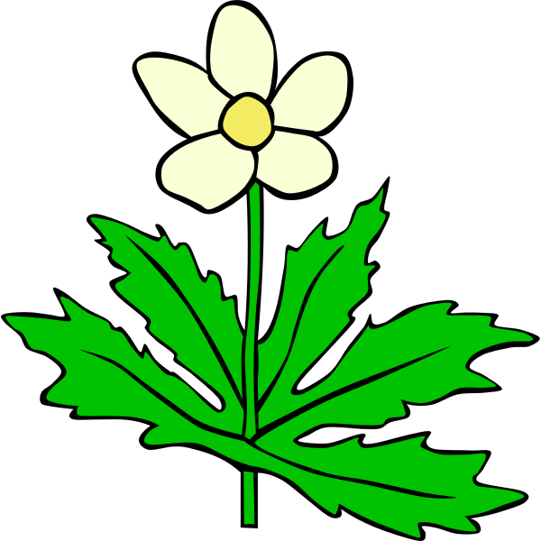 SVG Anemone canadensis vector