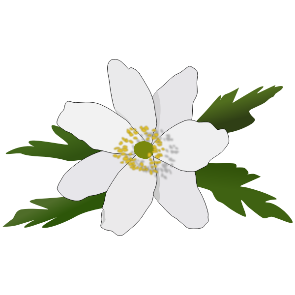 SVG Anemone Nemorosa