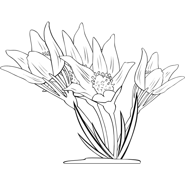 SVG Anemone Patens Outline Vector