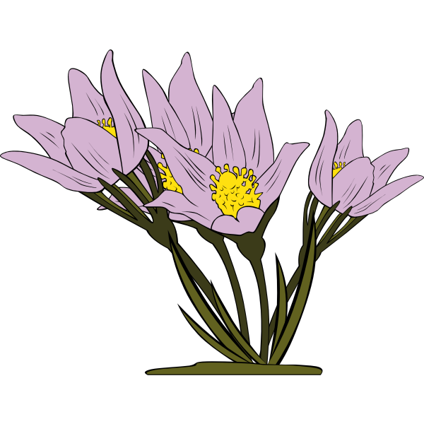 SVG Anemone Patens plant vector