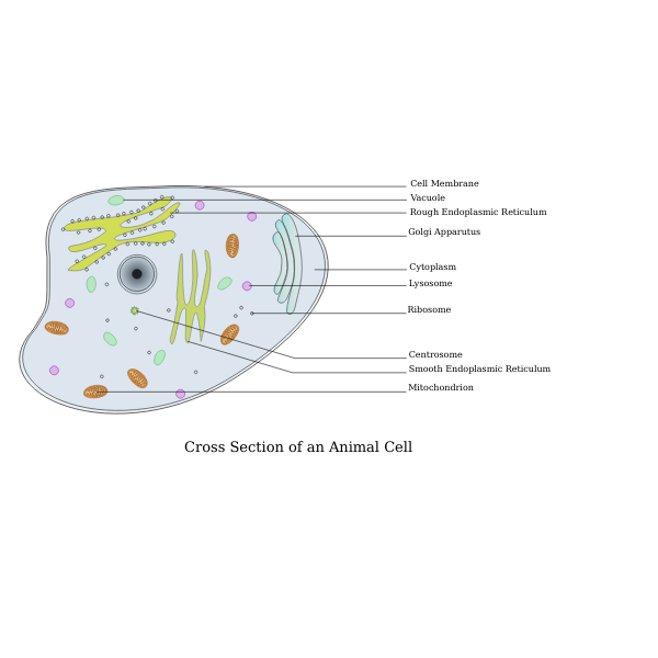 SVG Animal Cell Labelled