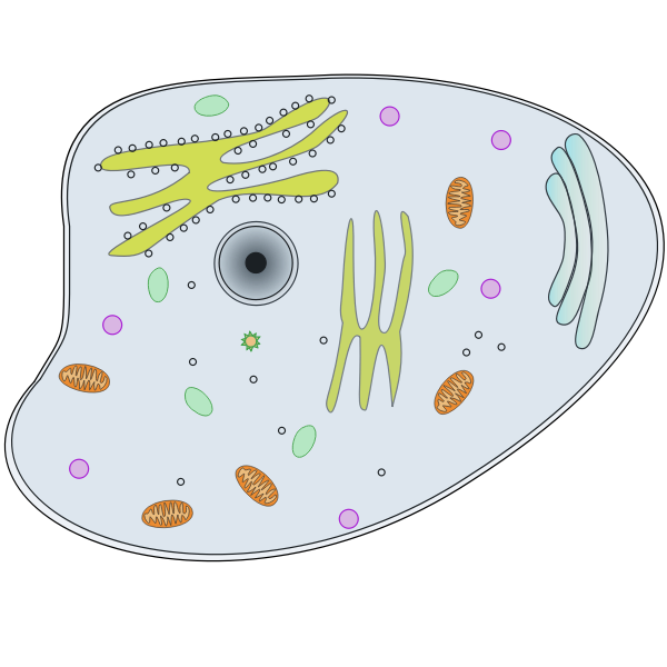 SVG Animal cell vector illustration
