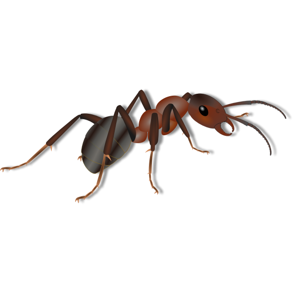 SVG Ant drawing