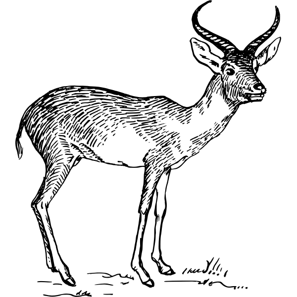 SVG antelope 2