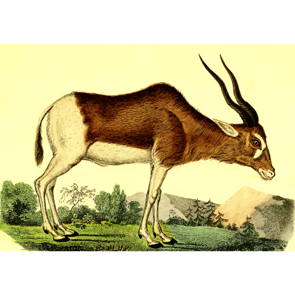 SVG Antelope in forest