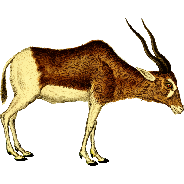 SVG Antelope vector illustration