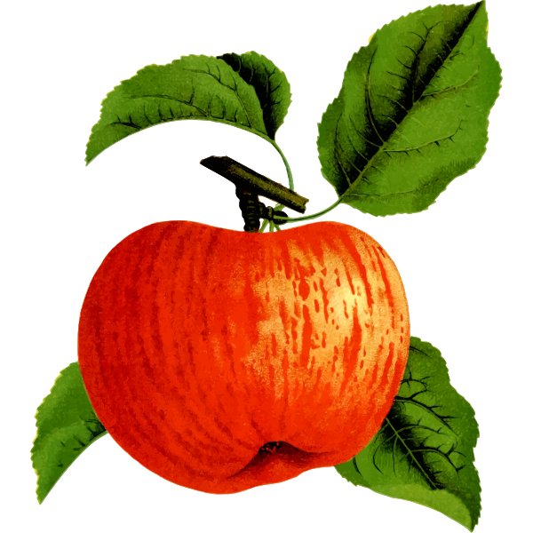 SVG Apple fruit on a tree