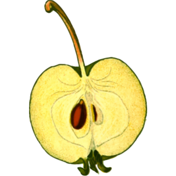 SVG Apple half