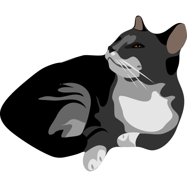 SVG Architetto -- Gatto