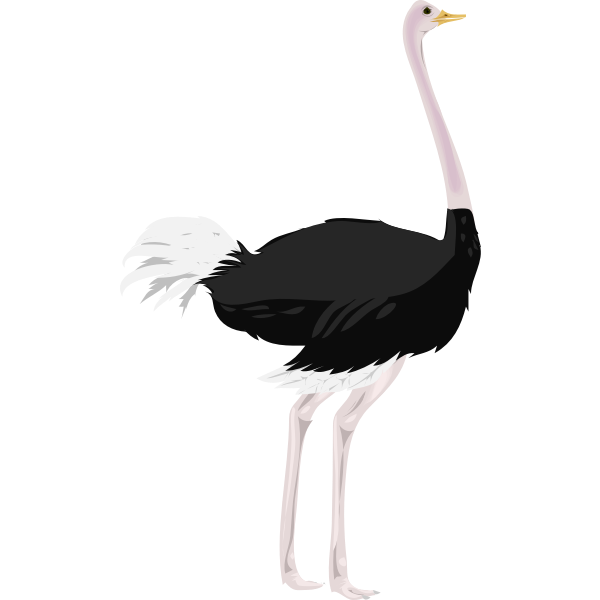 SVG Architetto - struzzo