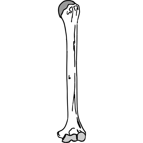 SVG Arm bone