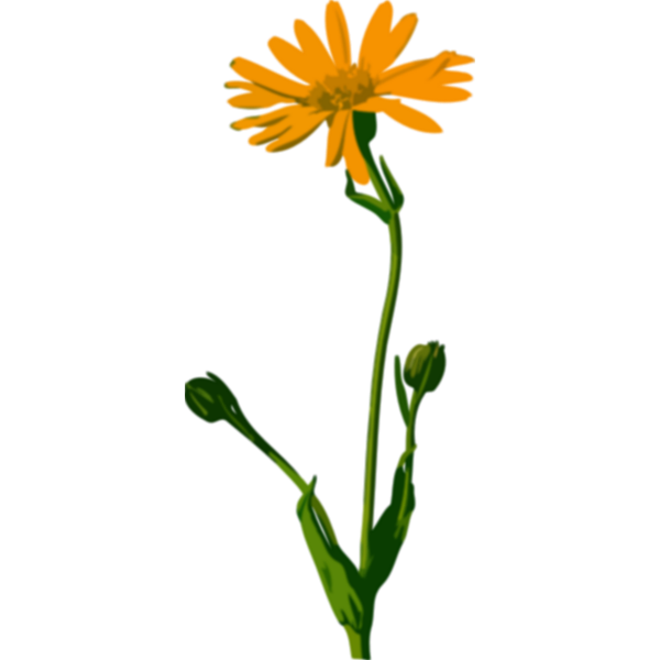 SVG ArnicaLores