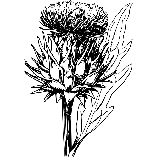 SVG Artichoke