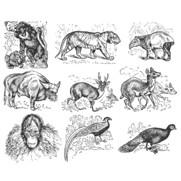 SVG Asian animals